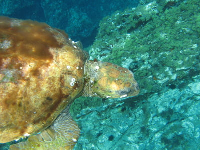 Caretta caretta